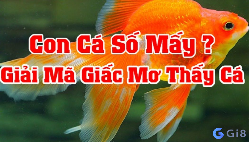 Tùy thuộc vào hoàn cảnh giấc mơ để bạn tham khảo ý nghĩa và những con số phù hợp khi mơ thấy cá, con cá là số mấy