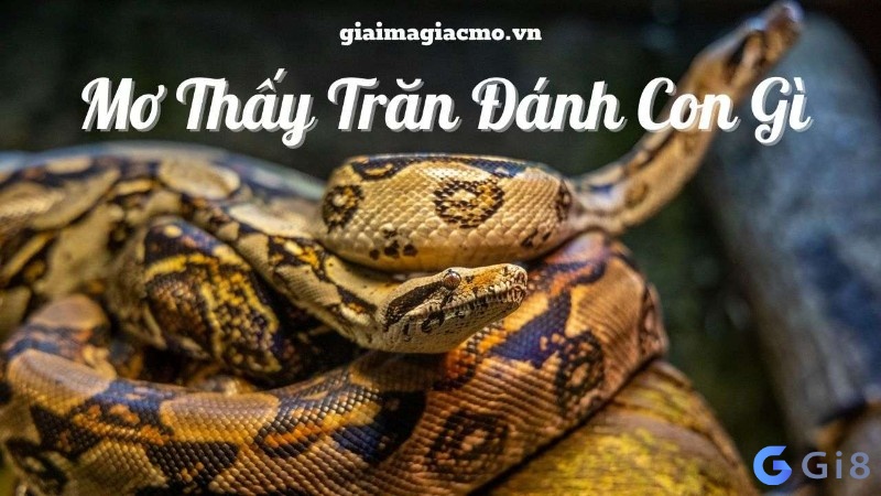 Con trăn số mấy: Gi88 điềm báo về giấc mơ thấy trăn