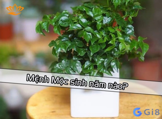 Mệnh mộc sinh năm bao nhiêu? Cùng gi8 tìm hiểu mệnh mộc