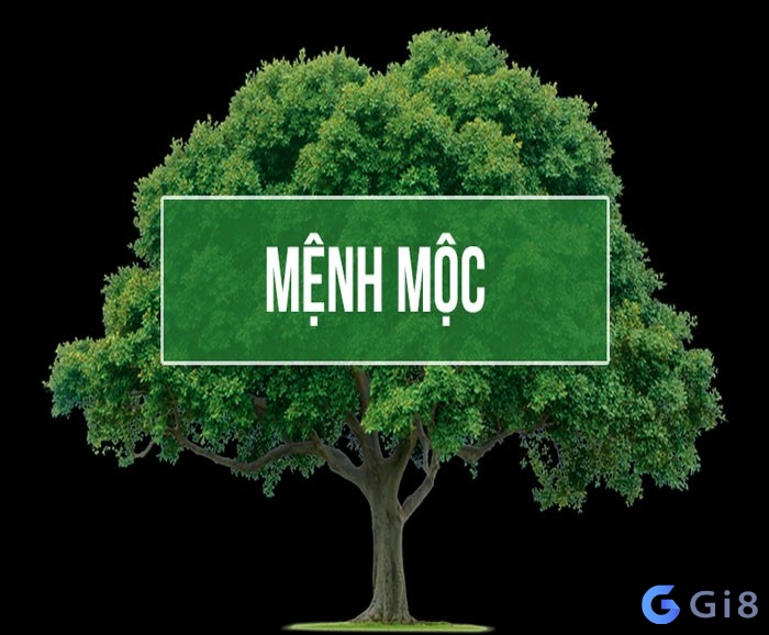 mệnh mộc kị số mấy