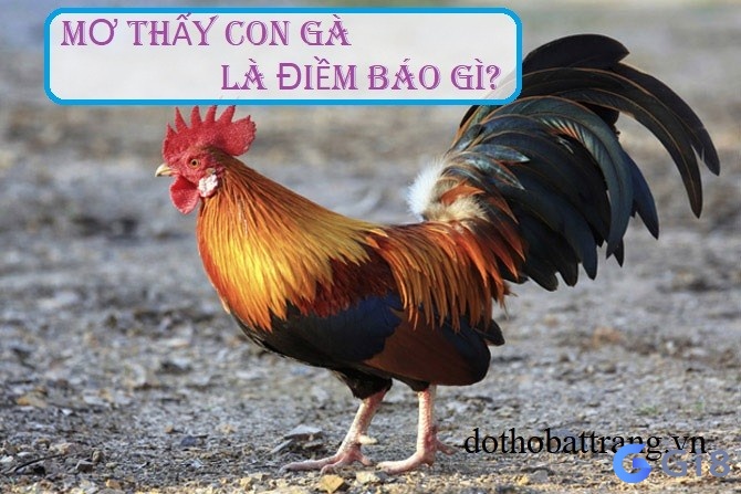 Chiêm bao thấy gà mang đến dự cảm gì cho bạn