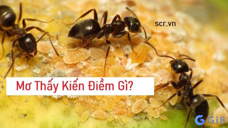 Mơ thấy Kiến là điềm báo gì?