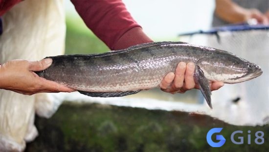 Nằm mơ thấy bắt được cá chứa đựng nhiều điềm báo tâm linh