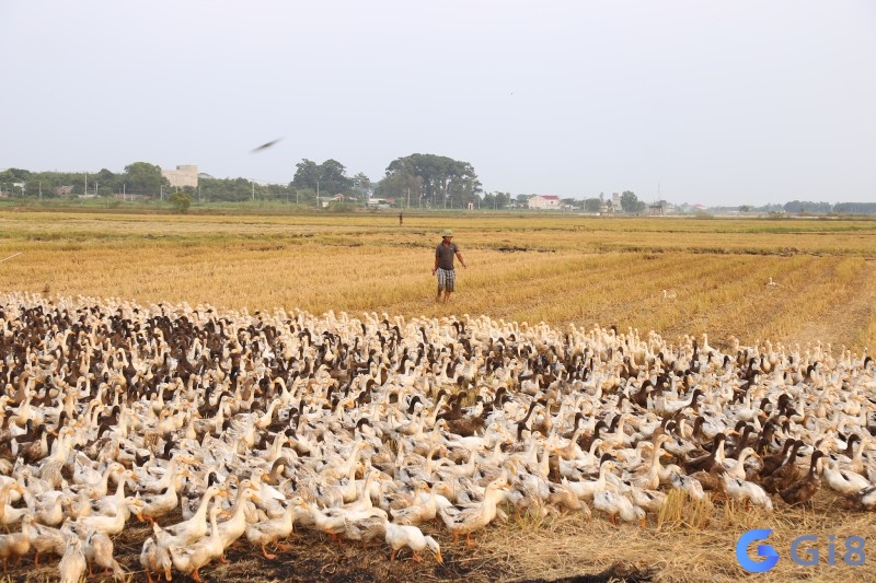 Mơ thấy đàn vịt là điềm báo may mắn về tài lộc, tiền tài và hạnh phúc dành cho bạn